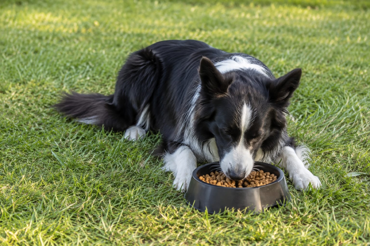 Pet food